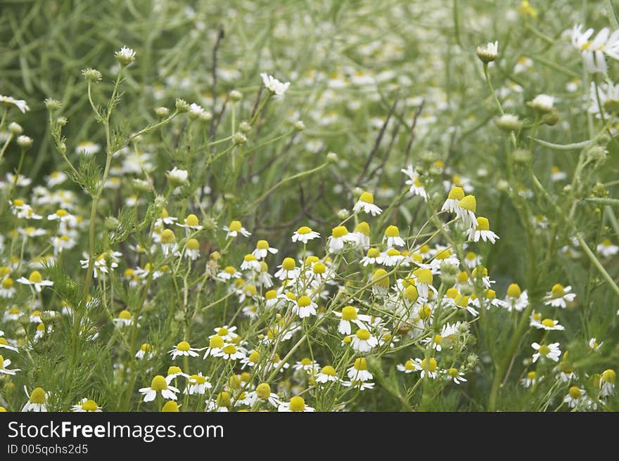 Leucanthemum on a meadow