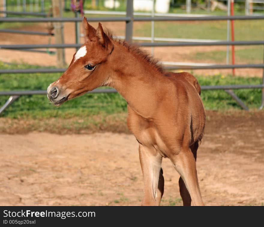 Week old arabian stud colt. Week old arabian stud colt