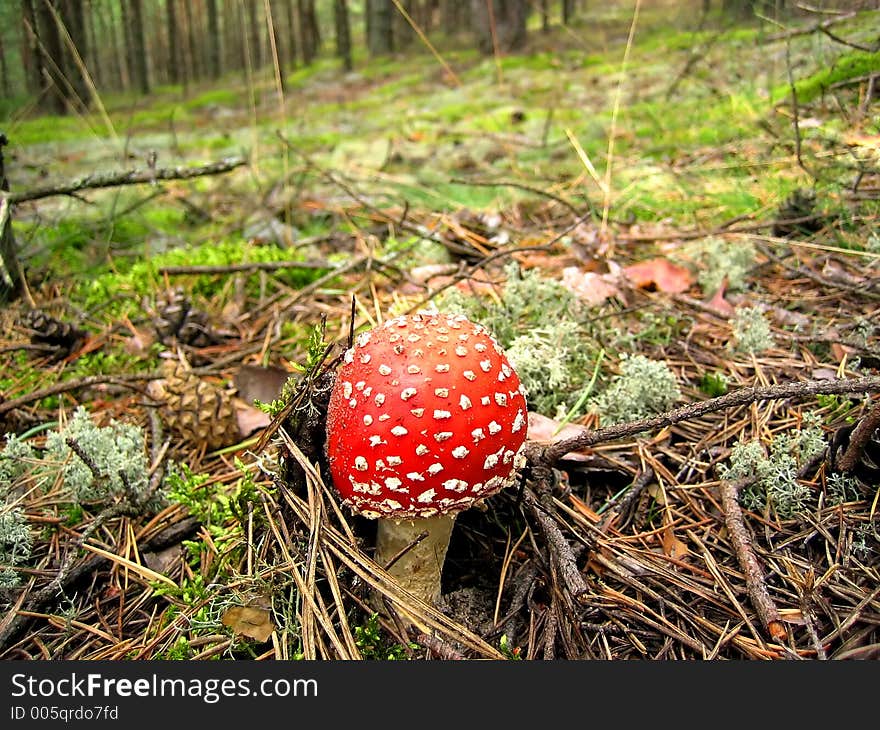 Mushroom toadstool