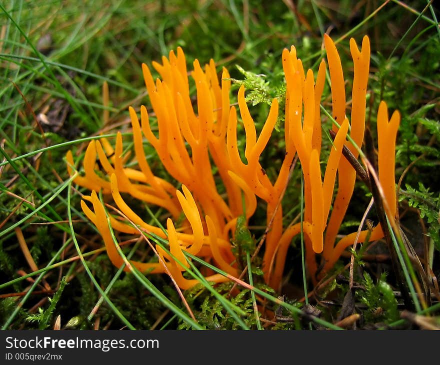 Mushroom toadstool