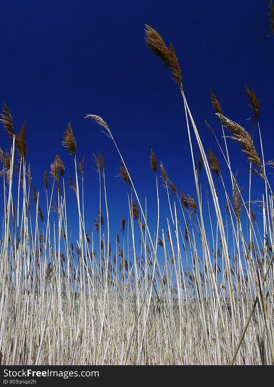 Tall feathery grasses growing along the edge of the ocean. Tall feathery grasses growing along the edge of the ocean