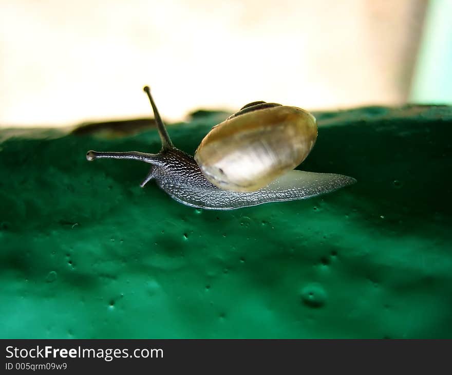 Grey snail on a green background. Grey snail on a green background.