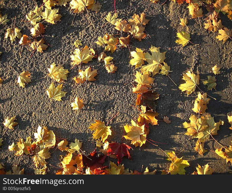 Fall foliage of yellow color. Fall foliage of yellow color.