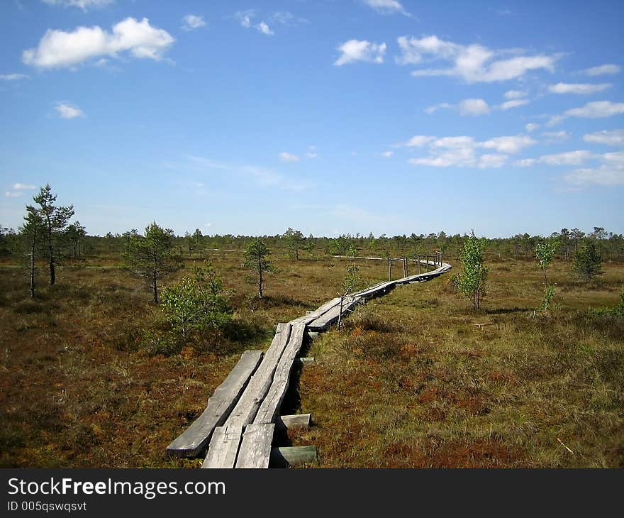 Marsh Landscape.