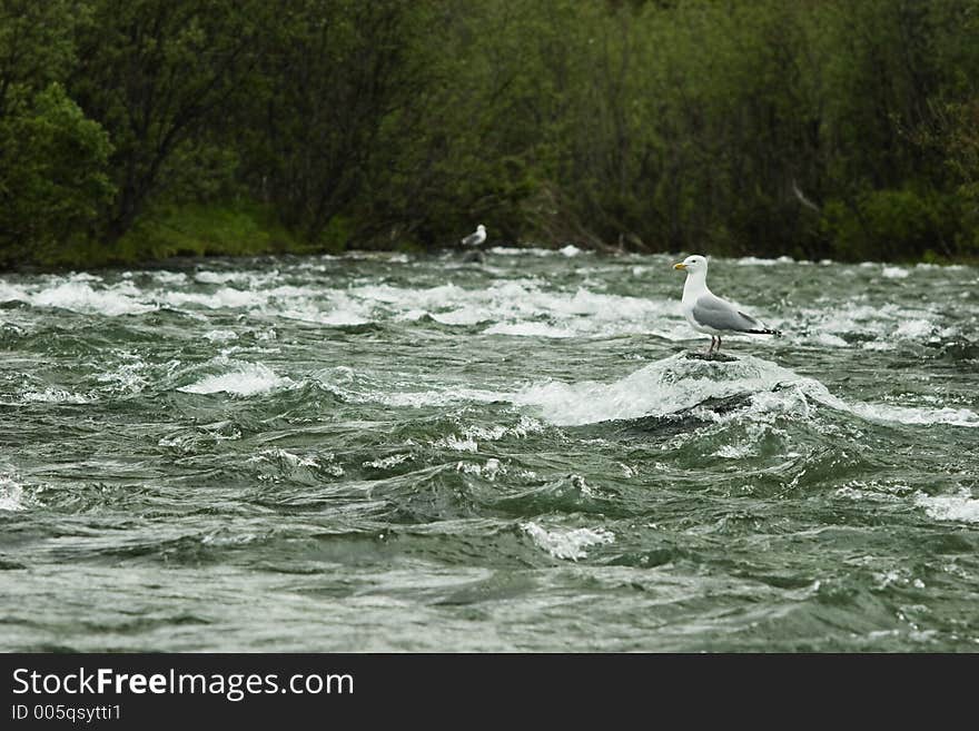 Gull waiting for food sweeming in the river.