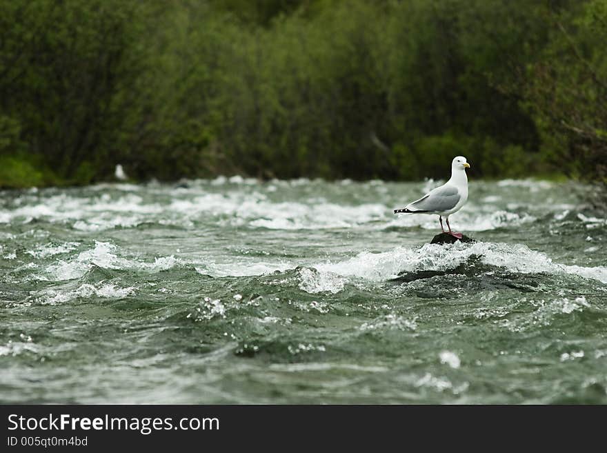 Food chain in real life. Gulls feeding on salmon smolt. Food chain in real life. Gulls feeding on salmon smolt