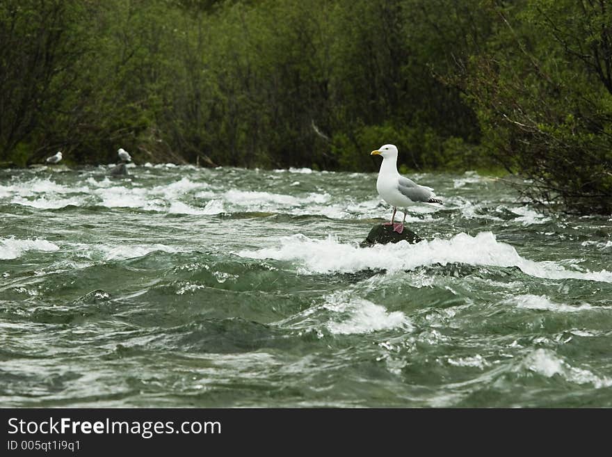 Wild gull waiting for salmon smolt migrating to sea. Wild gull waiting for salmon smolt migrating to sea.