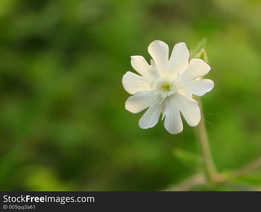 Wildflowers with depth of field. Wildflowers with depth of field