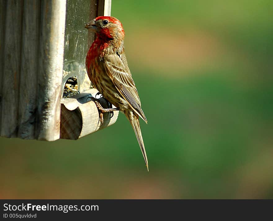 Photographed a House Finch on a brid feeder in Georgia.