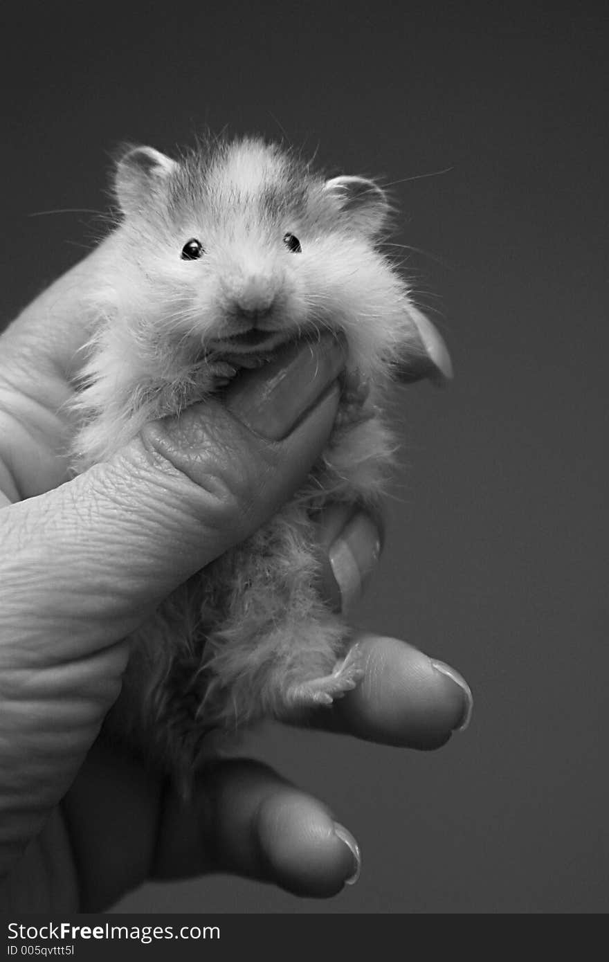 Small hamster in a female hand. Small hamster in a female hand