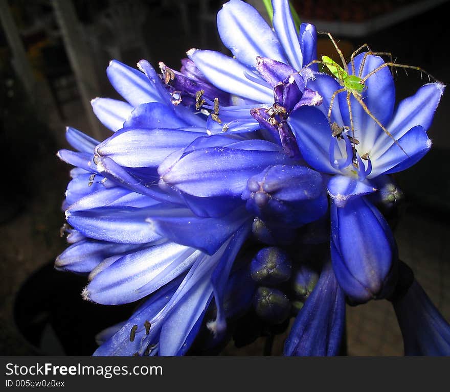 Spider on Purple Flower