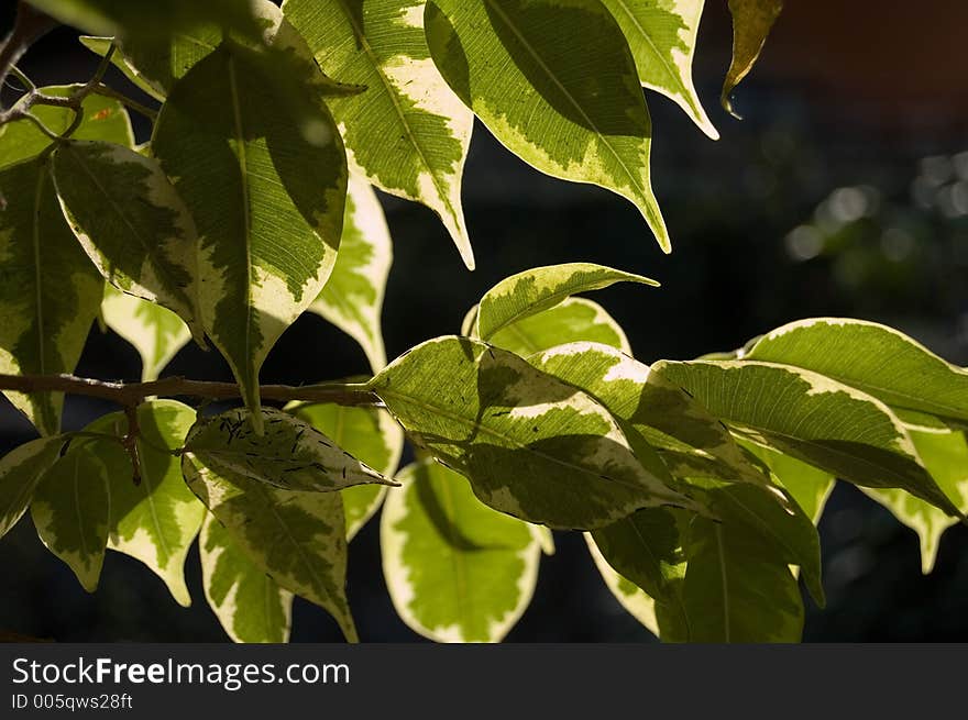 Tree leaves. Tree leaves