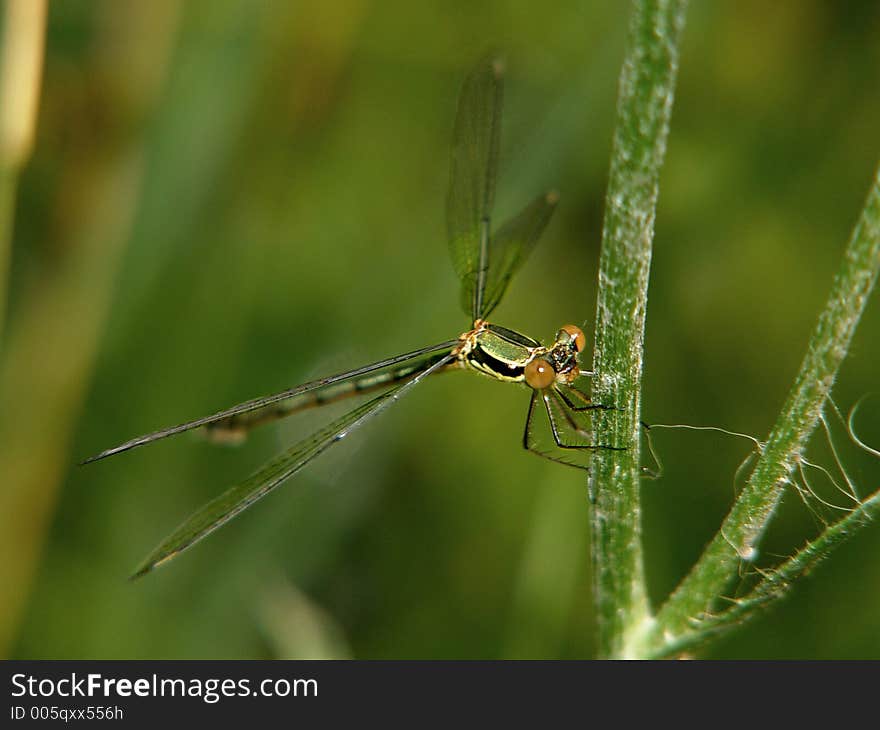 Dragonfly on a green plant - macro