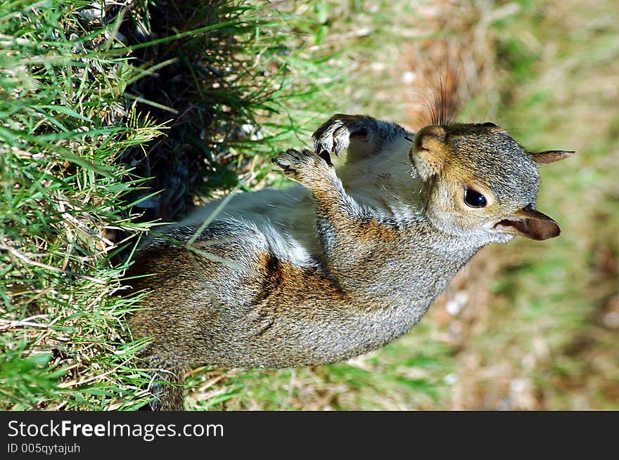 Photographed squirrel feeding in our backyard in Georgia.