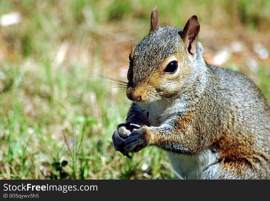 Photographed squirrel feeding in our backyard in Georgia.