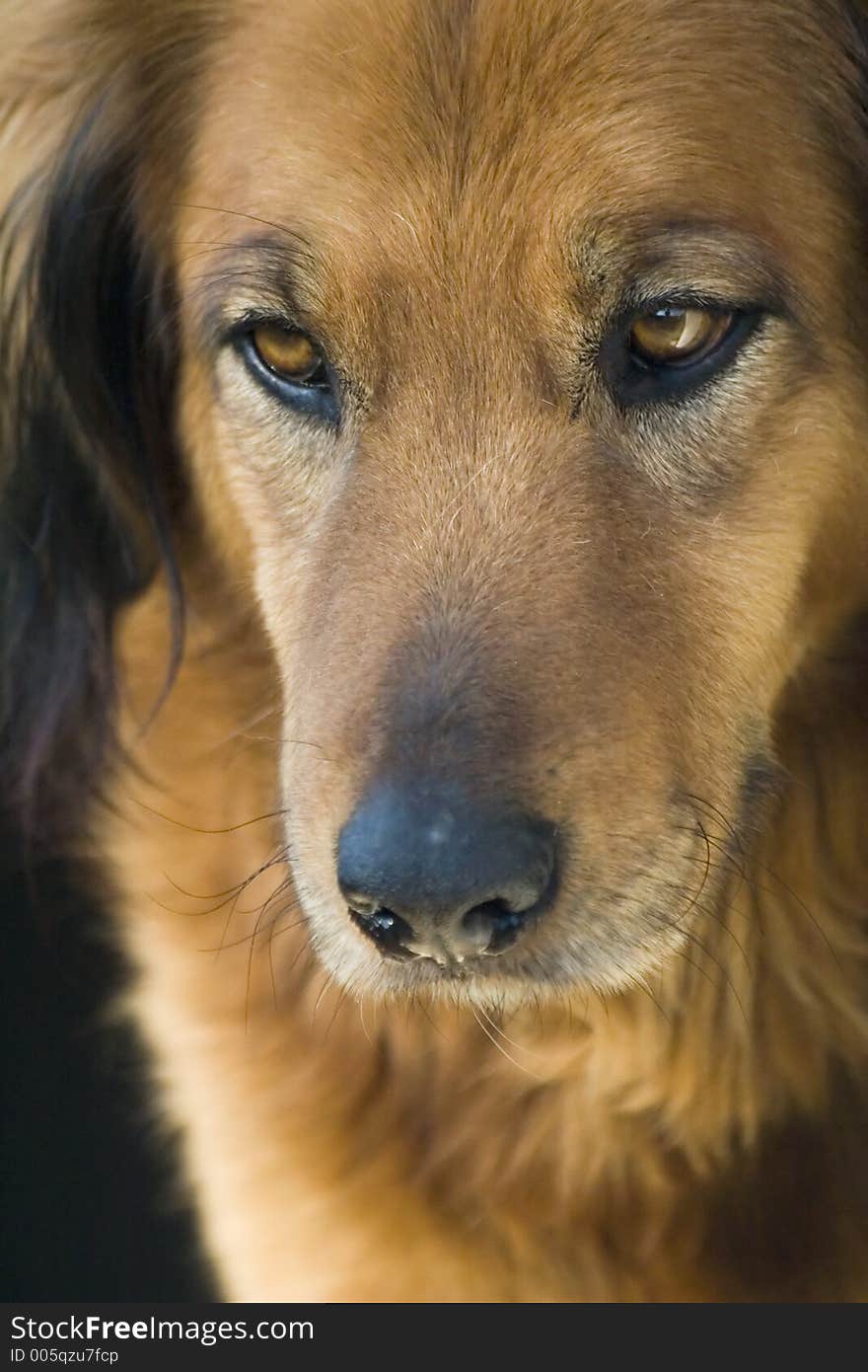 Close-up of a retriever. Close-up of a retriever