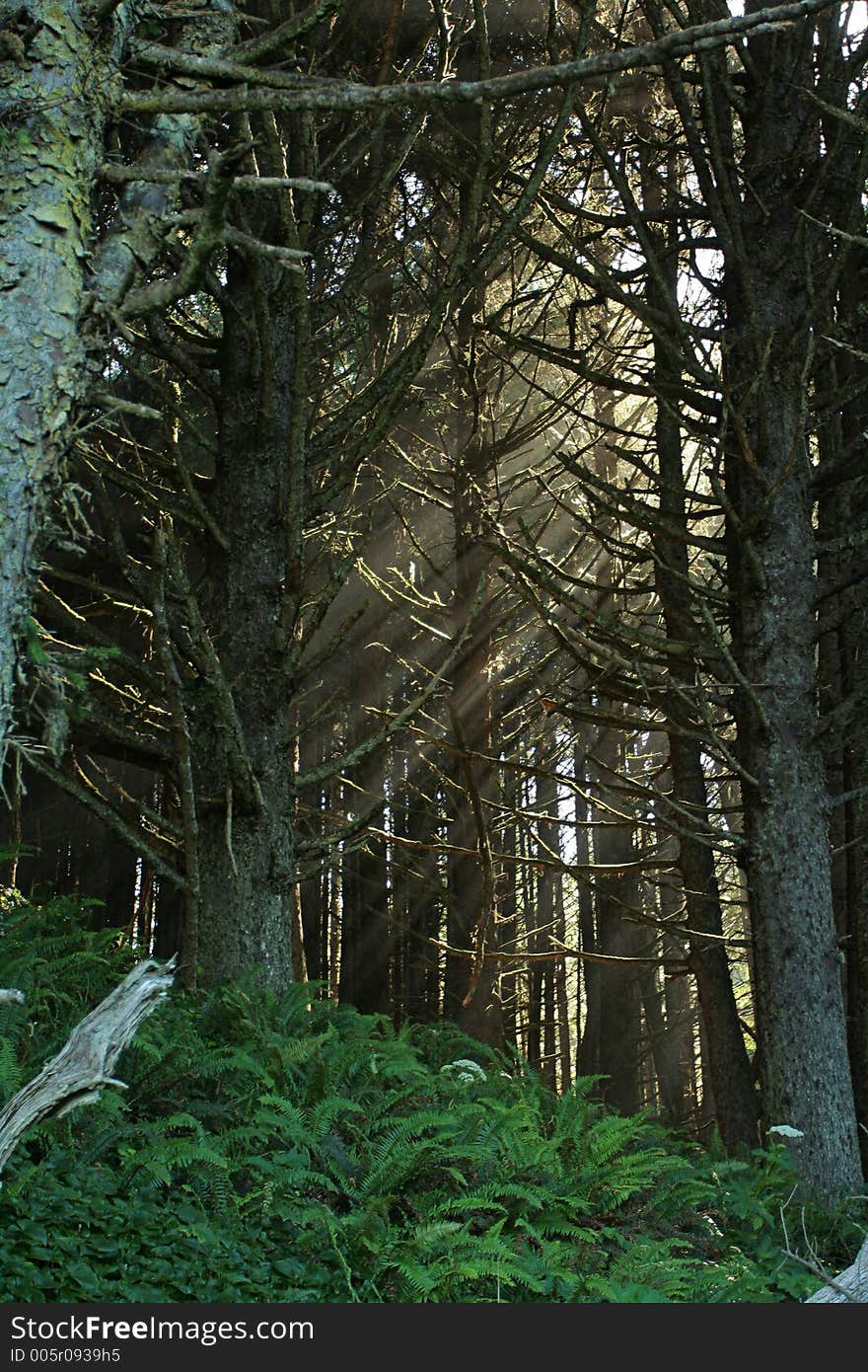 Morning rays, Oregon coast trail. Morning rays, Oregon coast trail