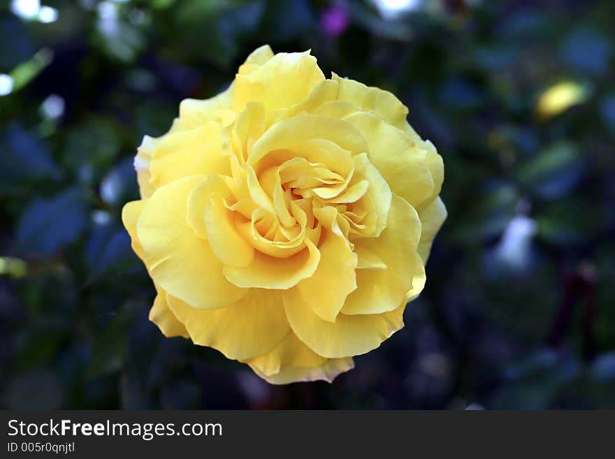 Yellow Rose