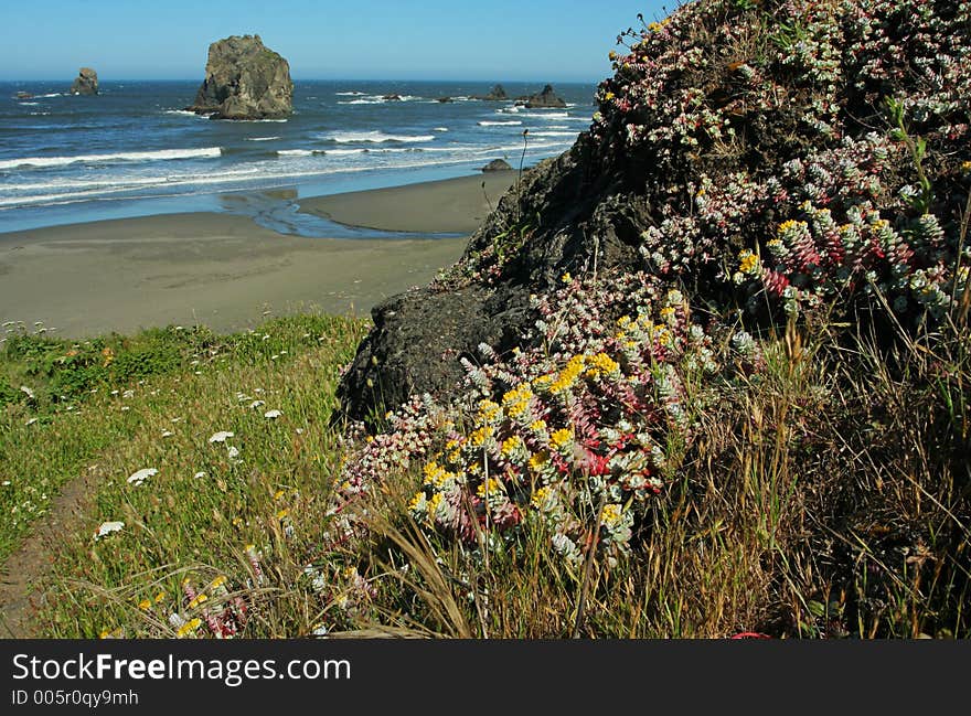 Coastal wildflowers