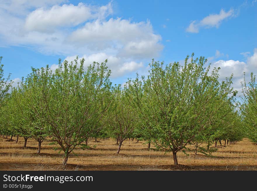 Orchard In Springtime