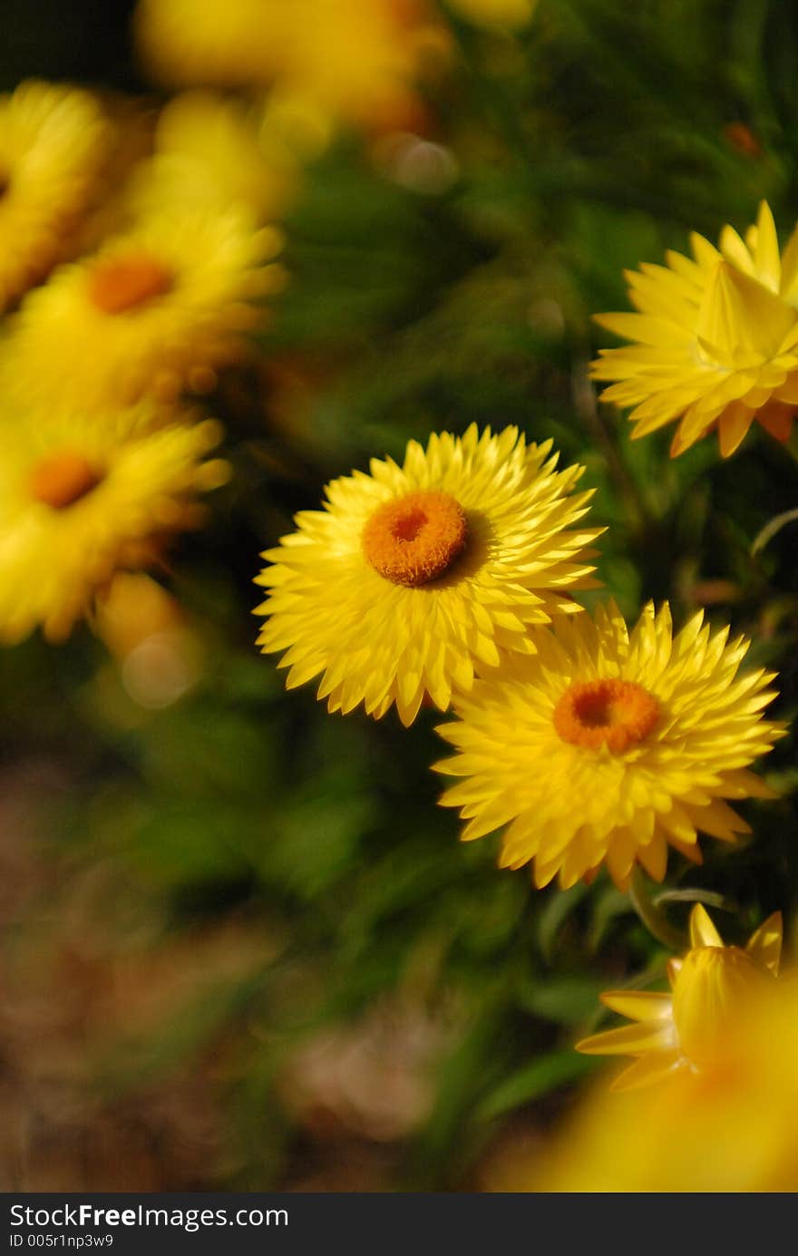 Yellow flowers