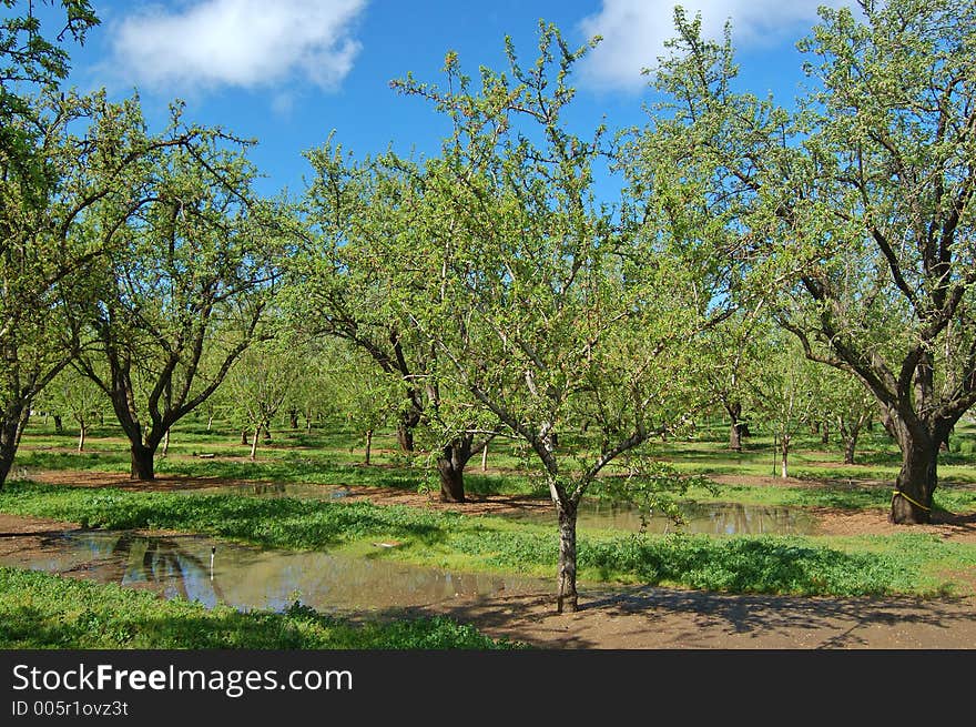 Orchard in springtime