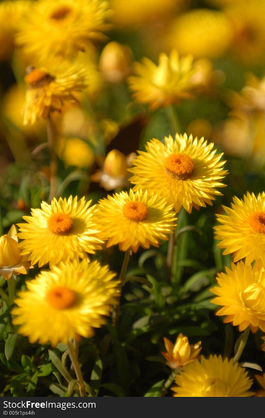 Yellow flora. Yellow flora