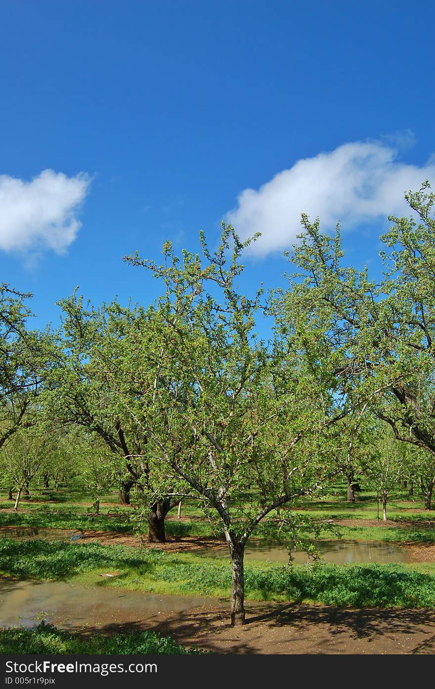 Orchard in springtime