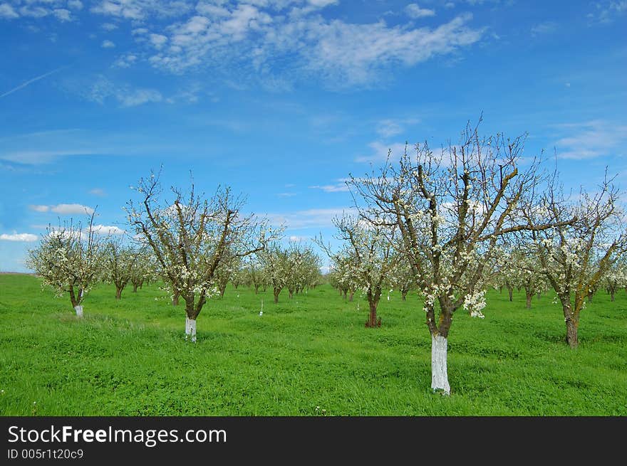 Orchard in springtime