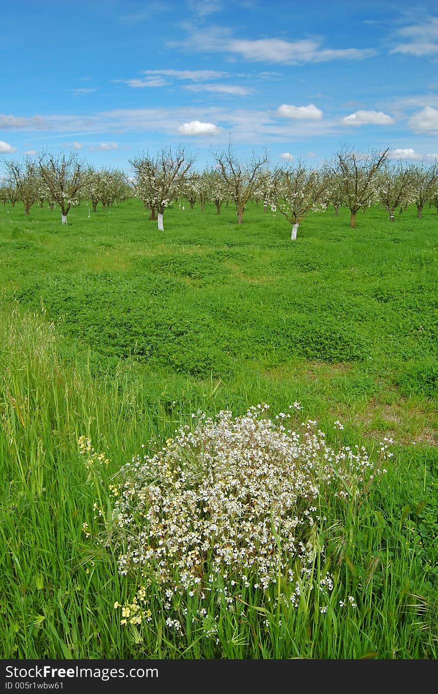 Orchard in springtime