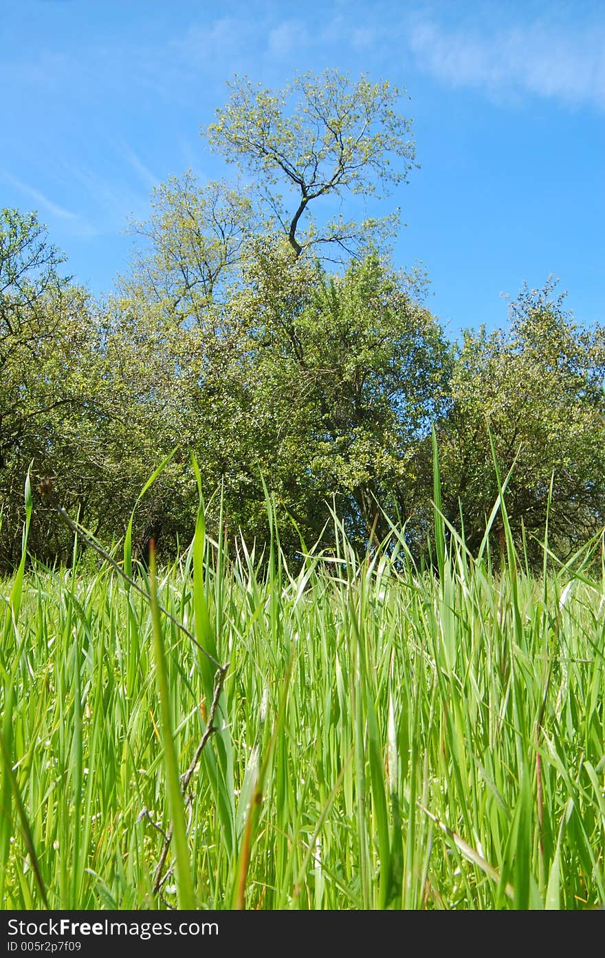 The countryside of northern California in springtime. The countryside of northern California in springtime