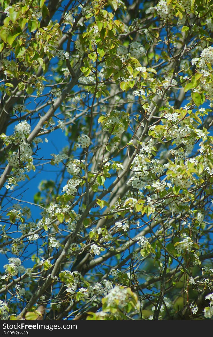 Spring flowers in full bloom. Spring flowers in full bloom