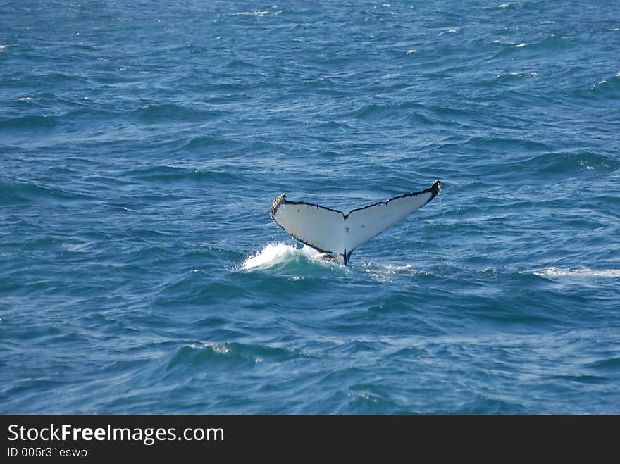 Tailfin of a diving bull whale