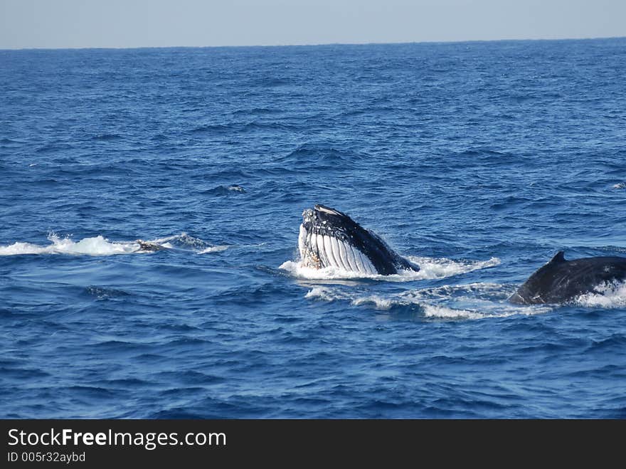 Whale feeding technique