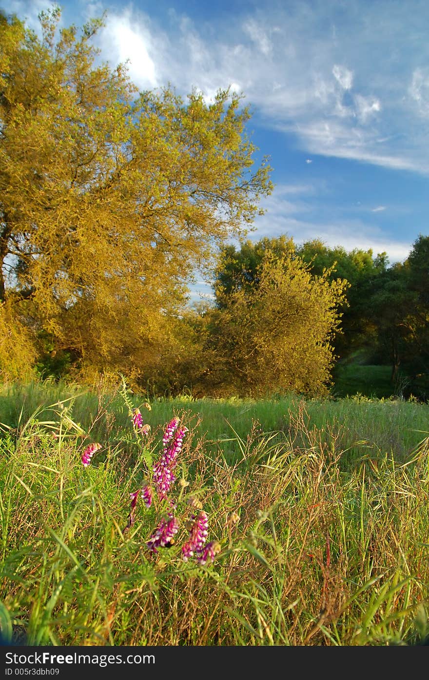 The countryside of northern California in springtime. The countryside of northern California in springtime