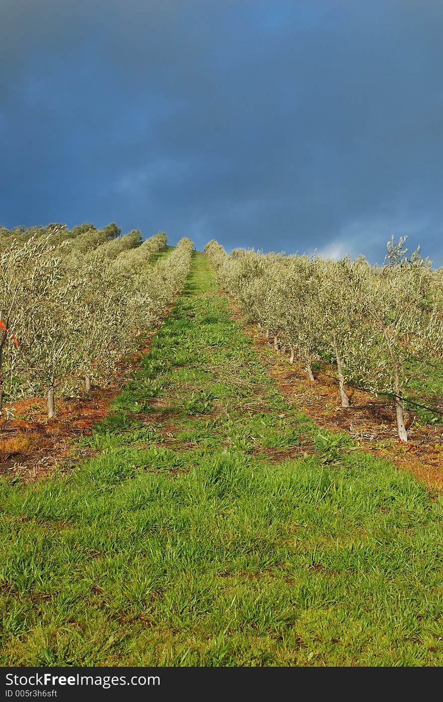 The countryside of northern California in springtime. The countryside of northern California in springtime