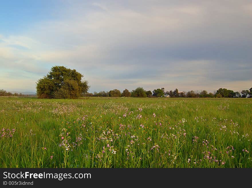 The countryside of northern California in springtime. The countryside of northern California in springtime