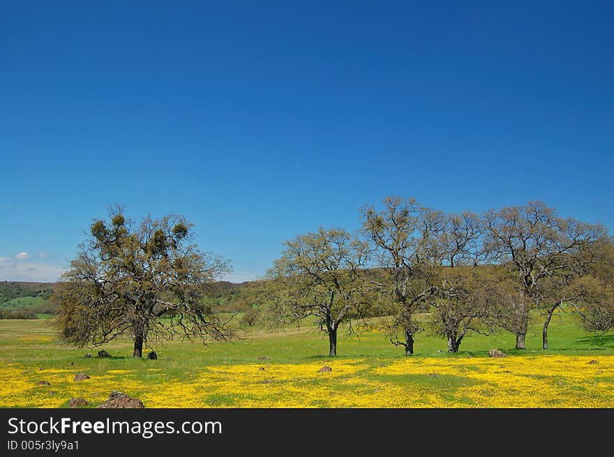 The countryside of northern California in springtime. The countryside of northern California in springtime