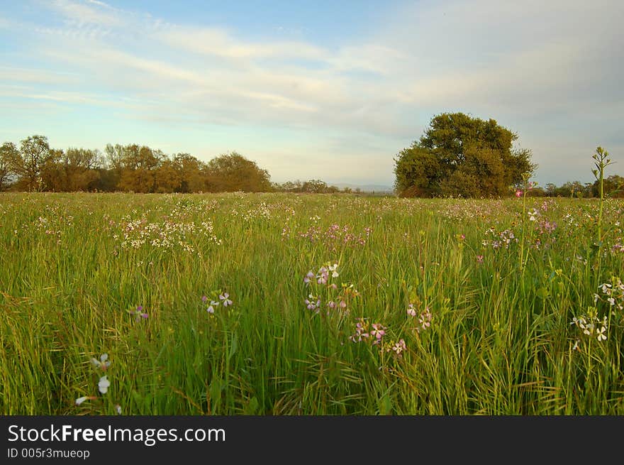 The countryside of northern California in springtime. The countryside of northern California in springtime