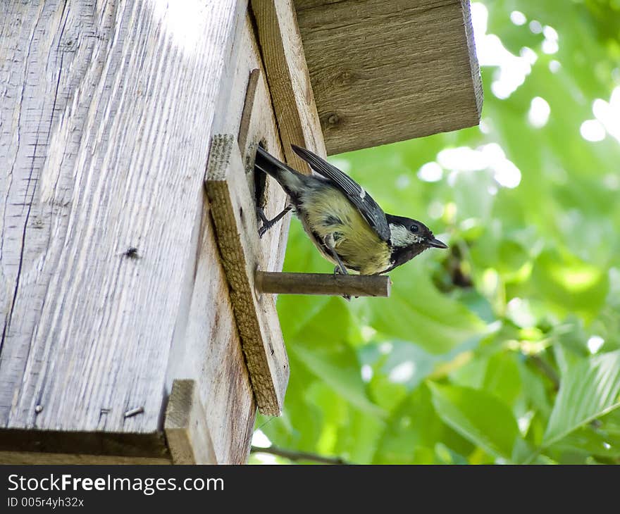 Great tit sitting on the stick of it´s nest box