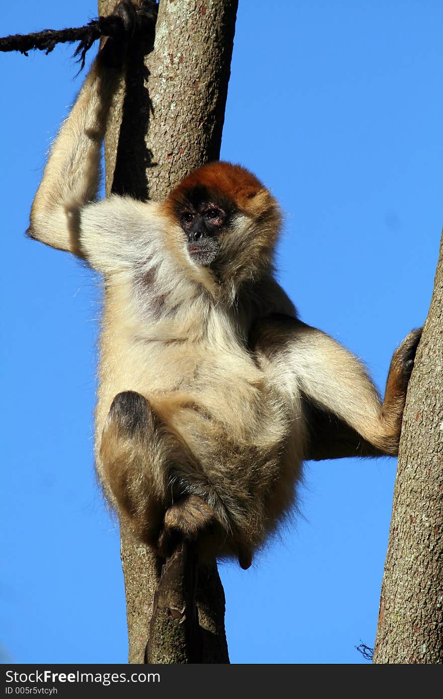 Monkey climbing in a tree