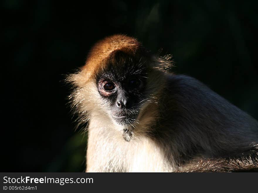 Macaque monkey face