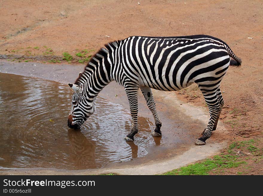 Zebra drinking from a pond