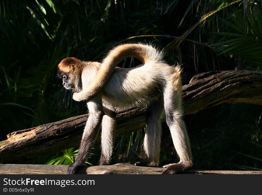 Monkey with long tail