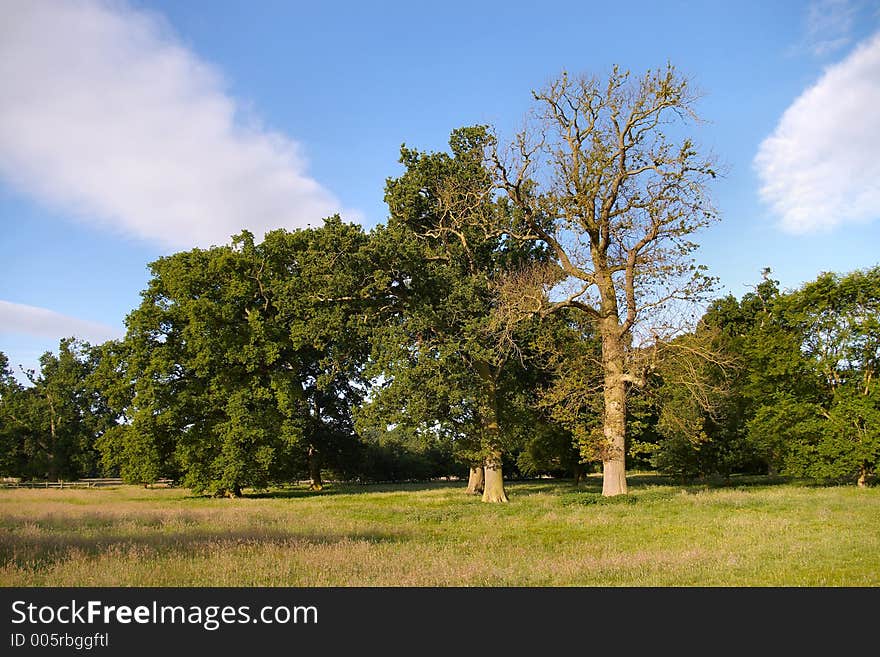 Park view with blue sky and white fluffy clouds over old trees. Park view with blue sky and white fluffy clouds over old trees.