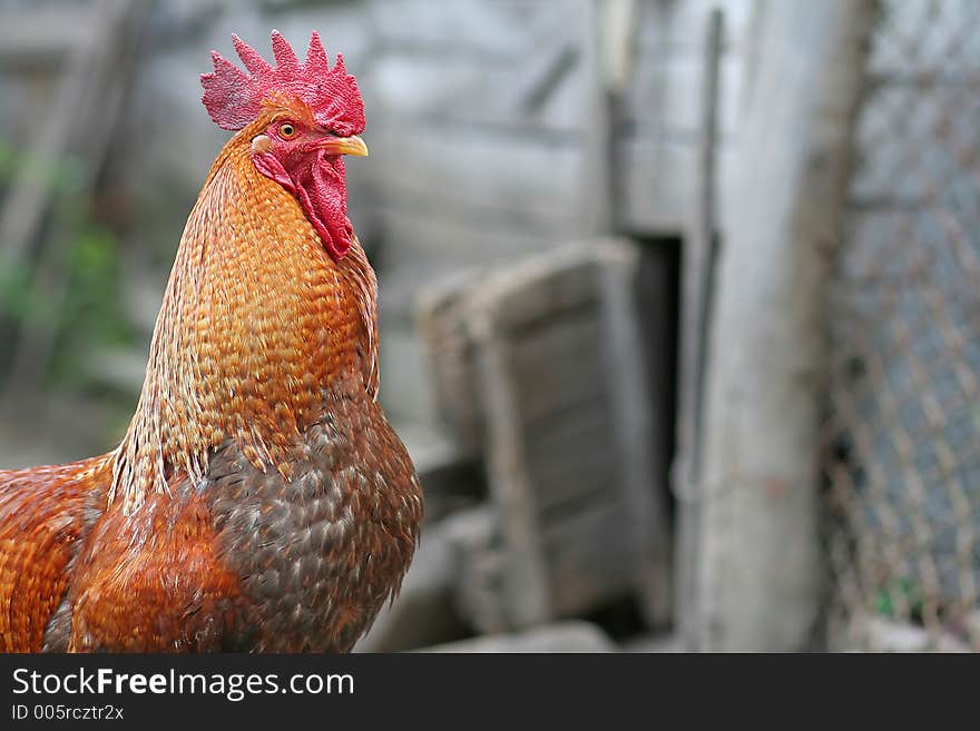 Colored rooster