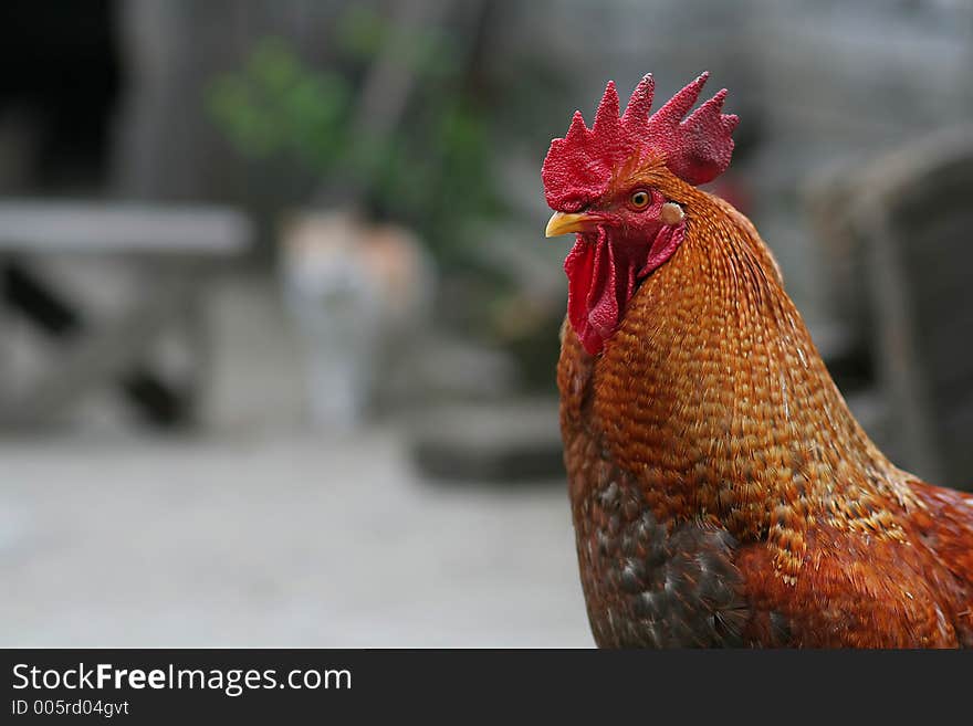 Rooster with beautiful colors. Rooster with beautiful colors