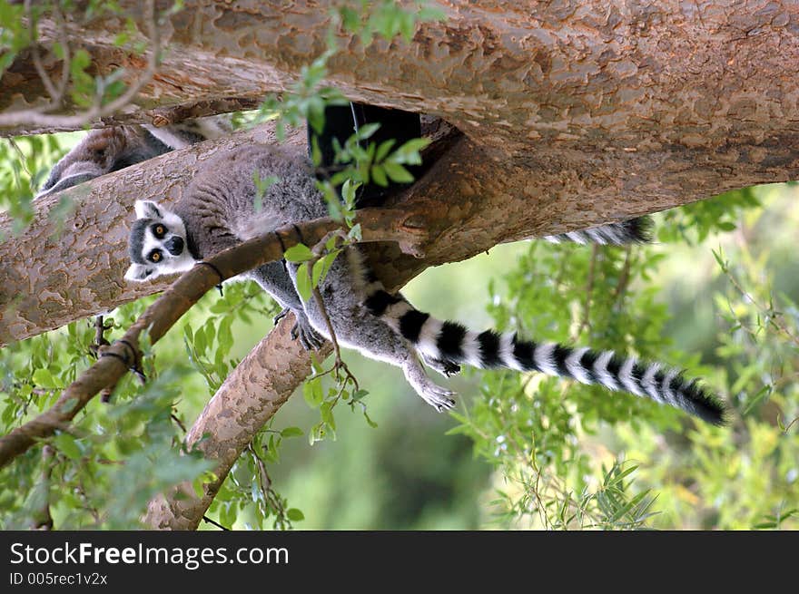 Ring tail lemur