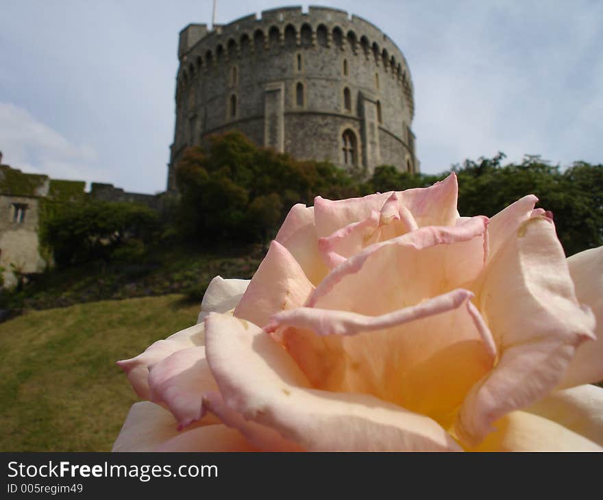 A rose stands in front of the Windsor Castle. A rose stands in front of the Windsor Castle