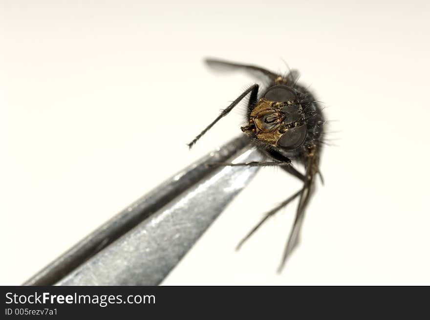 Tweezers Holding a Fly